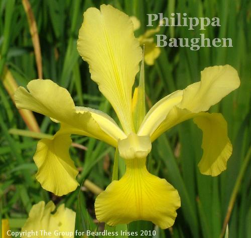 Philippa Baughen (3)